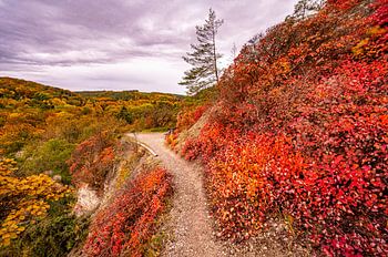 Pruikenstruiken in Jena in de herfst