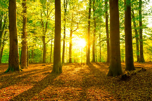 Vroeg herfstzonlicht in een beukenbos