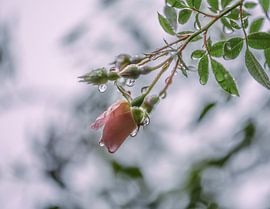 bloemen part 19 van Tania Perneel
