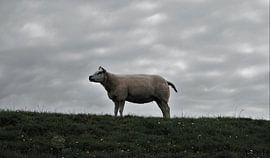 Schaap van Jeffrey Wijnen