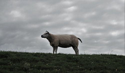Schaf