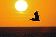 sunset eagle beach by gea strucks thumbnail