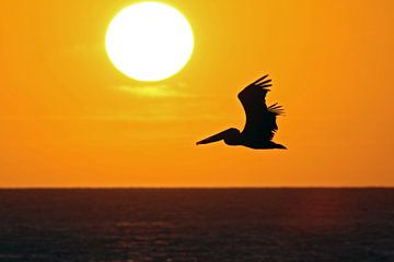 zonsondergang eagle beach van gea strucks
