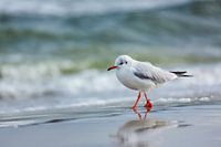 Promenade sur la plage