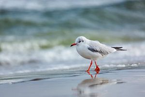 Strandspaziergang