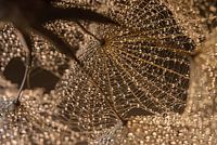 Abstract: Carried droplets