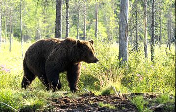 Wild Brown Bear by Ronald Kromkamp