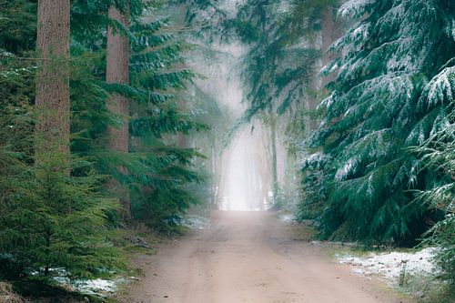 Sentier à travers les pins de la forêt de Speulderbos dans la réserve naturelle de Veluwe en hiver.
