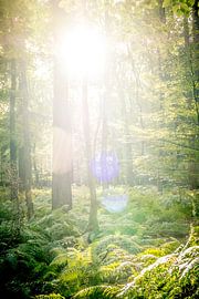 Pine trees and fern plants in a forest during a beautiful  autum by Sjoerd van der Wal Photography
