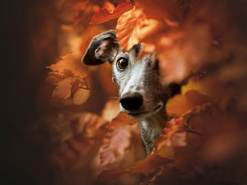 Hund in Herbstbädern von Nuelle Flipse