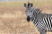 Zebra op de Serengeti