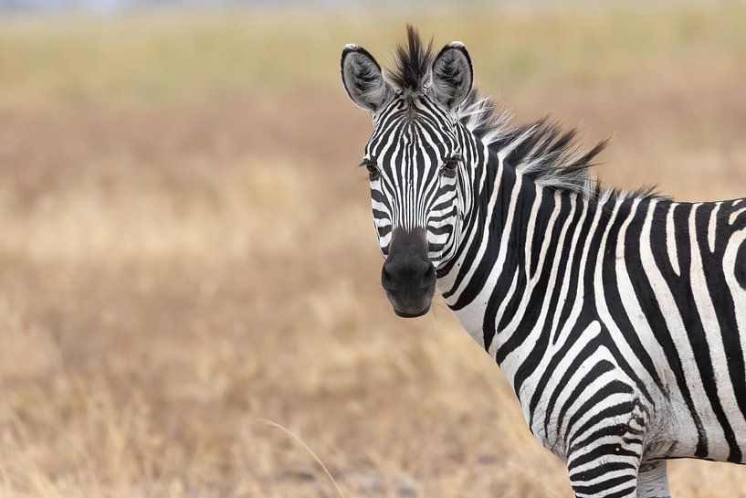 Zebra in der Serengeti von Karen de Boer