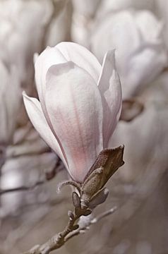 Magnolia sur Violetta Honkisz