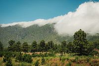 Naturkulisse La Palma – Wolkenmeer über grüner Berglandschaft