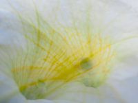 Sonnige Blume