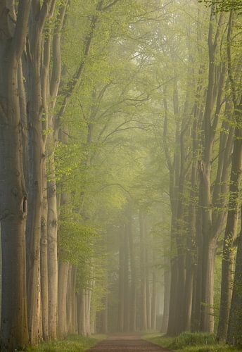 Fris lentegroen