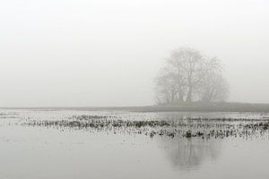 Tree in fog at a fen von Gonnie van de Schans