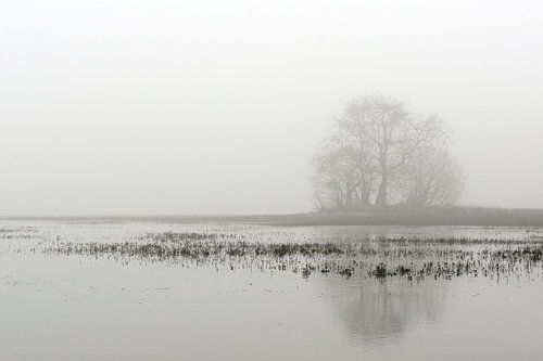 Boom in de mist bij een ven