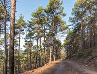 Forest path