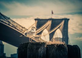 Geboren model van Tomasz Baranowski