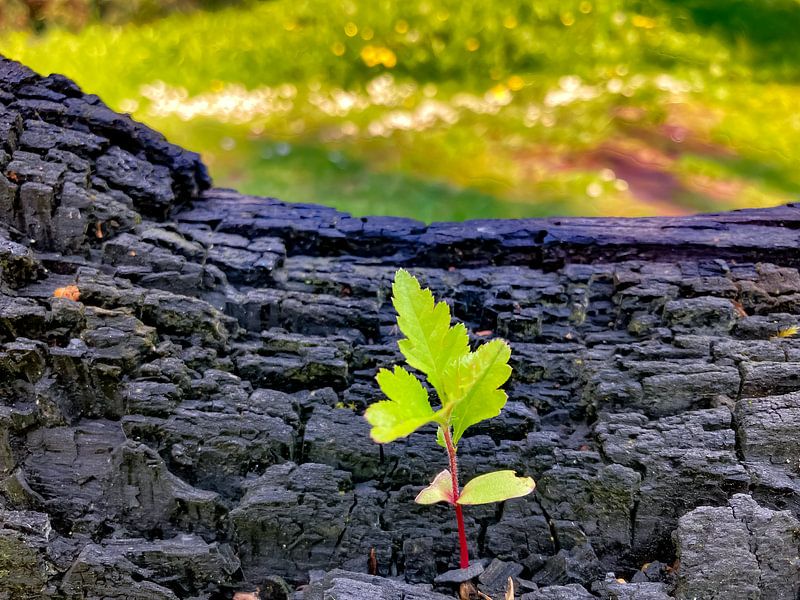 Life after Lightning by Truckpowerr