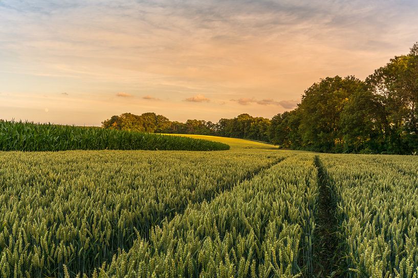 Sonnenuntergang in einem Getreidefeld von John van de Gazelle fotografie