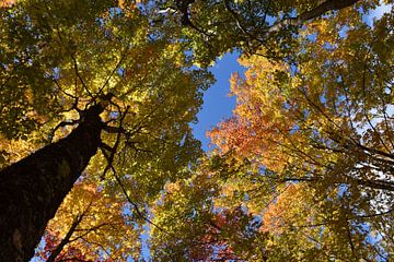 Une forêt d'érable à l'automne sur Claude Laprise