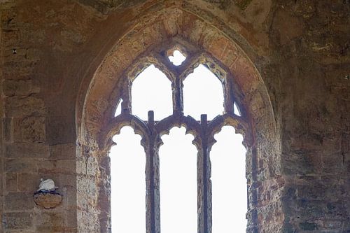 Vitrail d'une église avec une tourterelle