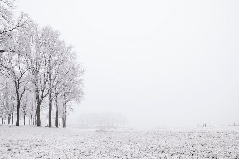 Bäume in einer gefrorenen Winterlandschaft auf einer Wiese bei Kampen von Sjoerd van der Wal Fotografie