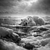 Ours polaire se reposant sur la banquise en train de fondre – impressionnante photo animalière en noir et blanc à l'atmosphère puissante et émouvante sur Design Wall Arts