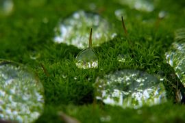 Druppels sur Elles van den Broek