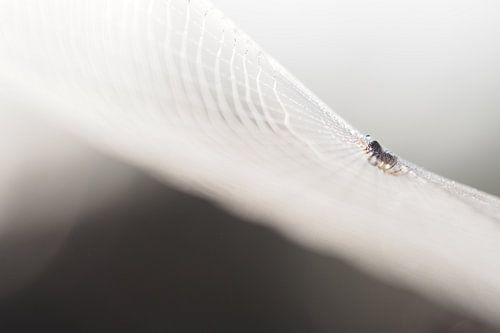 Spin in  het web