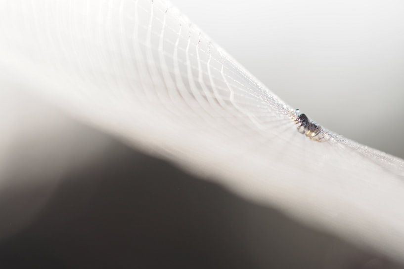 Spin in  het web by Astrid Brouwers