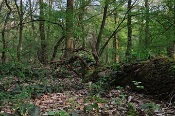 Old tree laying in a natural forest, wood reserve, woodland, old forest. van wunderbare Erde