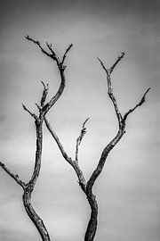 Zeitlose Silhouette: Der einsame Baum gegen den Himmel