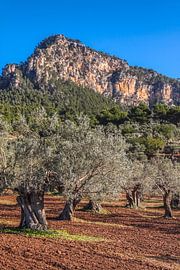 Ancient olive grove near Valldemossa, Mallorca by Christian Müringer