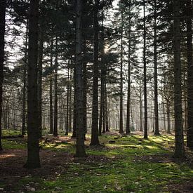 Het Bos In!  van Niek van den Berg