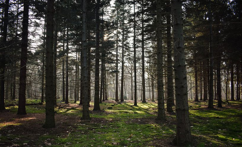 Het Bos In!  van Niek van den Berg