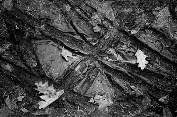 Dirt with tire tracks and leafs