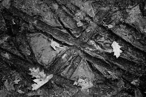 Dirt with tire tracks and leafs