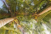 Palmbomen met kokosnoten