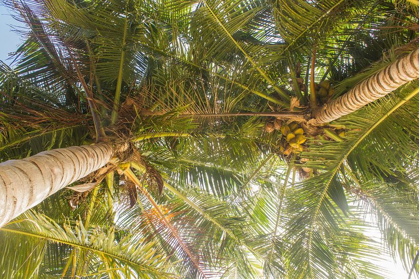 Palmbomen met kokosnoten van Marlin van der Veen