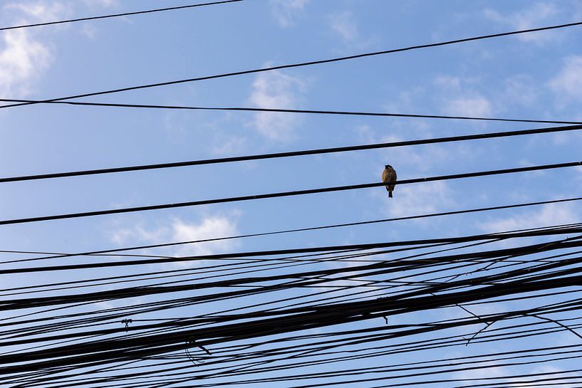 Vogel op een wirwar van vietnamese telefoonlijnen von WvH