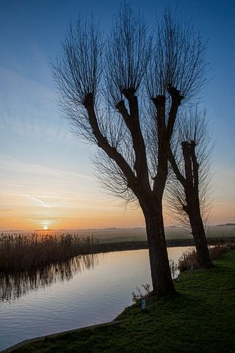 Bladloze wilgen bij zonsondergang aan een vaart in IJlst Friesland. Wout Kok One2expose