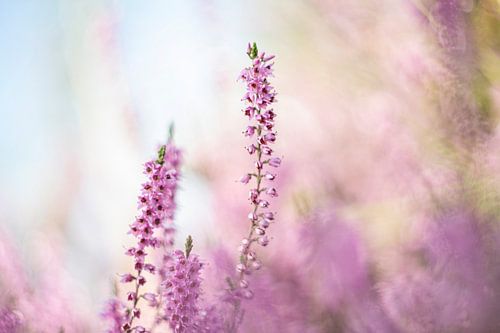 Heather (Calluna vulgaris) - 4