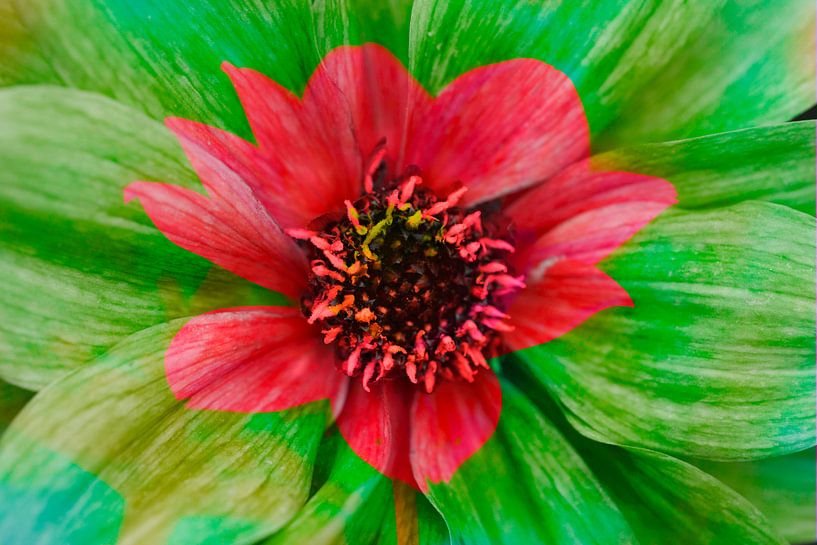 Kleurrijke, bloeiende dahlia, abstract, bloemig van Torsten Krüger