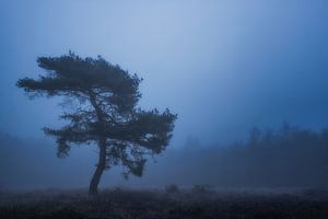 Baum im Nebel