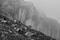 hoch in den Bergen weidende Schafe, Österreich von Olha Rohulya Miniaturansicht