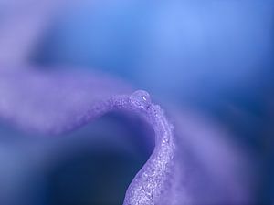 Zusammenfassung: Der ruhende Tropfen