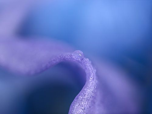 Abstract: De rustende druppel